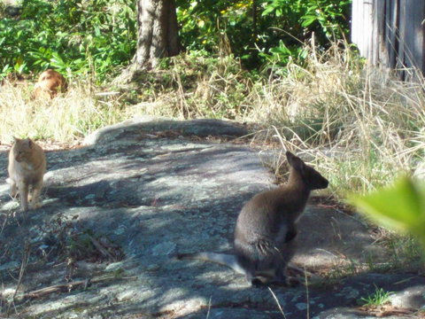 St. Pauls Bed & Breakfast - Accommodation Batemans Bay 13