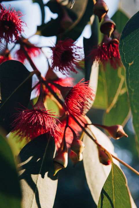 Dunkeld Studio Accommodation - Accommodation Batemans Bay 20