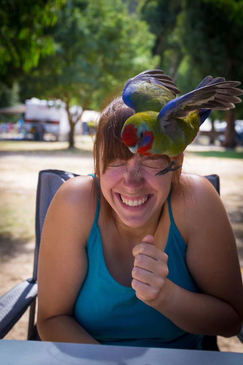 Halls Gap Lakeside Tourist Park - Accommodation Batemans Bay 5