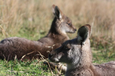 Halls Gap Lakeside Tourist Park - Accommodation Batemans Bay 2