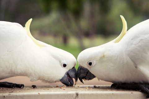 Halls Gap Lakeside Tourist Park - Accommodation Batemans Bay 9