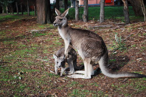 Gariwerd Motel - Accommodation Batemans Bay 16
