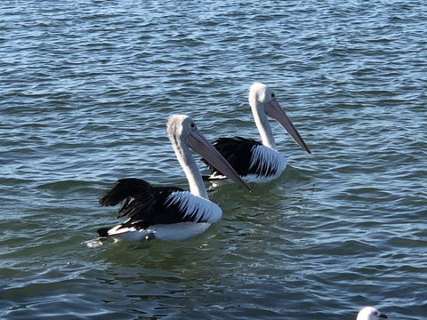 Apartments In Phillip Island Towers - Block C - Accommodation Batemans Bay 37