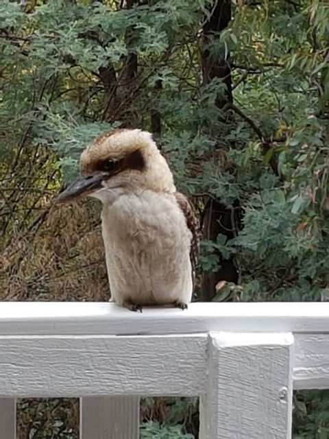 Tangenong Cottages - Accommodation Batemans Bay 10