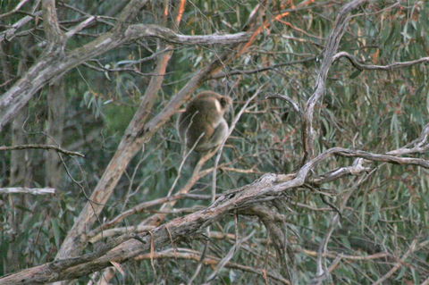 Tangenong Cottages - Accommodation Batemans Bay 8