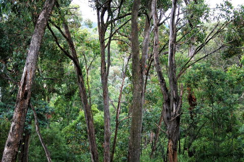 Tangenong Cottages - Accommodation Batemans Bay 9