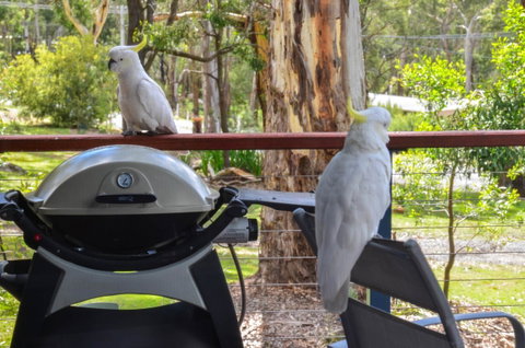 Blue Ridge Retreat - Accommodation Batemans Bay 3