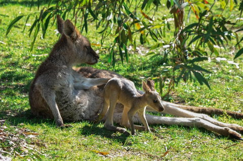Blue Ridge Retreat - Accommodation Batemans Bay 9