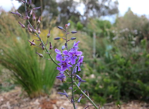 The Chocolate Lily Bed & Breakfast - Accommodation Batemans Bay 3