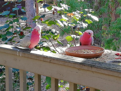 The Treehouse In Dawesville - Accommodation Batemans Bay 1