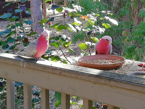 The Treehouse In Dawesville - Accommodation Batemans Bay 0