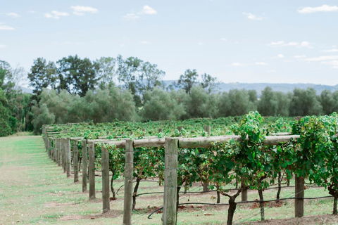Tranquil Vale Vineyard - Accommodation Batemans Bay 2
