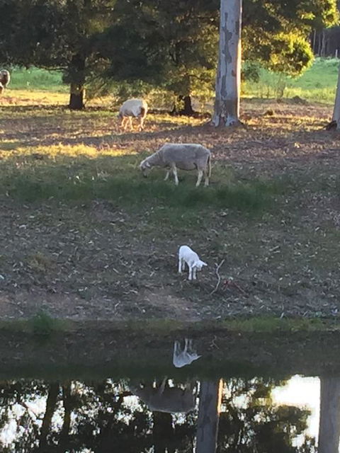 Tree Of Love Farm Stay - Accommodation Batemans Bay 2