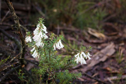 Marwood Villas - Accommodation Batemans Bay 37