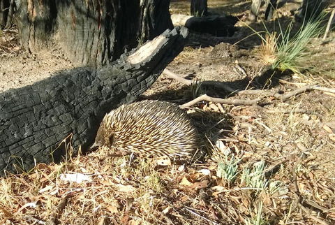 Grampians Pomonal Cottages - Accommodation Batemans Bay 25