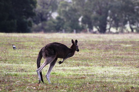 Grampians Pomonal Cottages - Accommodation Batemans Bay 26