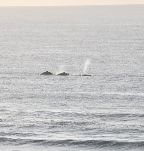 Beach Break - Accommodation Batemans Bay 16