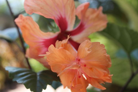 Amaroo On Mandalay, Magnetic Island - Accommodation Batemans Bay 34