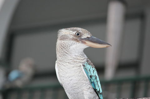 Amaroo On Mandalay, Magnetic Island - Accommodation Batemans Bay 28