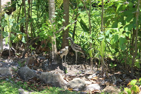 Amaroo On Mandalay, Magnetic Island - Accommodation Batemans Bay 40