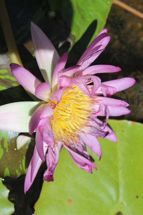 Amaroo On Mandalay, Magnetic Island - Accommodation Batemans Bay 41