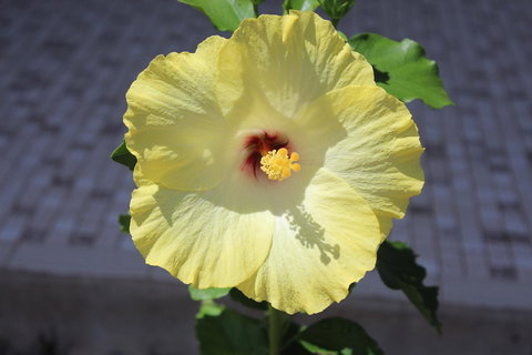 Amaroo On Mandalay, Magnetic Island - Accommodation Batemans Bay 43