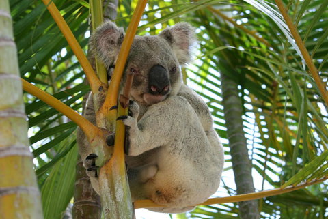 Amaroo On Mandalay, Magnetic Island - Accommodation Batemans Bay 44