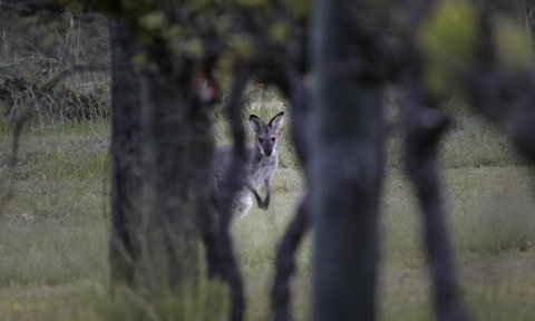 Granite Belt Retreat And Brewery - Accommodation Batemans Bay 23