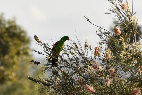 Ironbark House - Accommodation Batemans Bay 29
