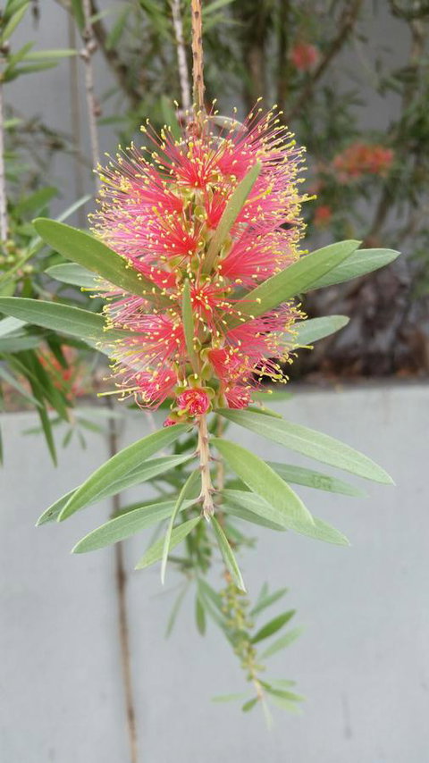 VILY Place - Accommodation Batemans Bay 11