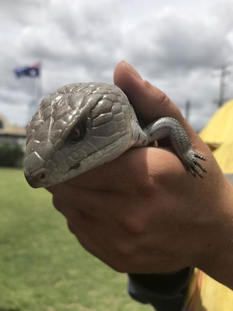 Nanango Star Motel - Accommodation Batemans Bay 16