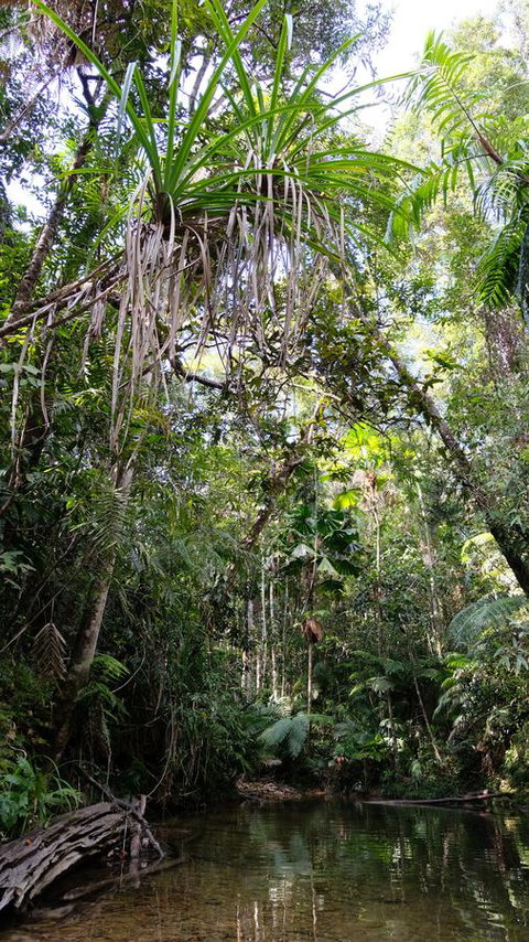 Daintree Manor B&B - Accommodation Batemans Bay 7