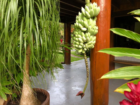 Daintree Manor B&B - Accommodation Batemans Bay 10