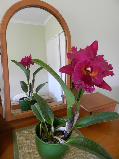 Hay Point Country BnB - Accommodation Batemans Bay 10