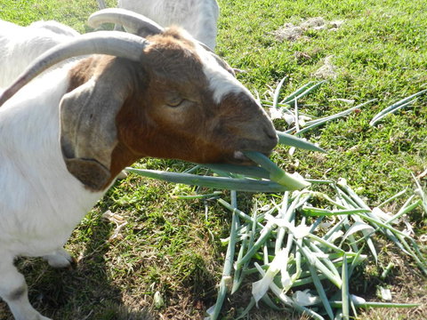 Hay Point Country BnB - Accommodation Batemans Bay 15