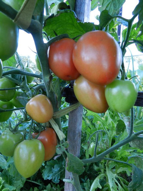 Hay Point Country BnB - Accommodation Batemans Bay 18