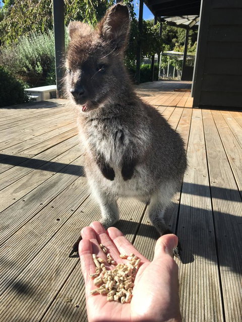 Parnella Adventure Bay, Bruny Island - Accommodation Batemans Bay 17