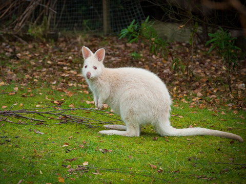 Parnella Adventure Bay, Bruny Island - Accommodation Batemans Bay 20