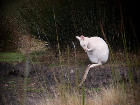 Parnella Adventure Bay, Bruny Island - Accommodation Batemans Bay 18