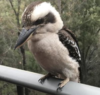 424 Trees - Accommodation Batemans Bay