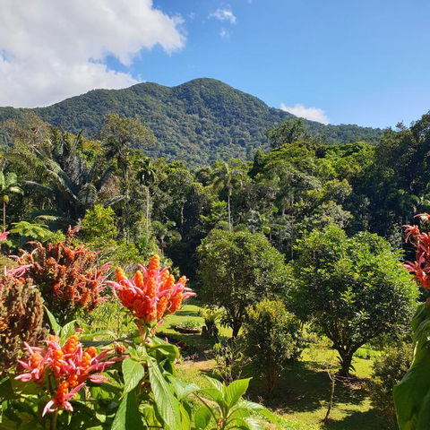 A Daintree Garden - Accommodation Batemans Bay 3