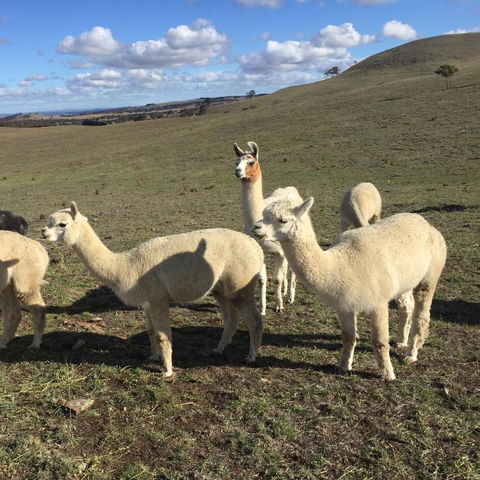 GOULBURN ALPACA FARM STAY - Accommodation Batemans Bay 0