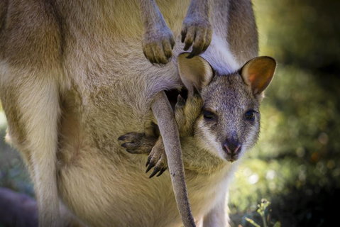 Bamurru Plains - Accommodation Batemans Bay 3
