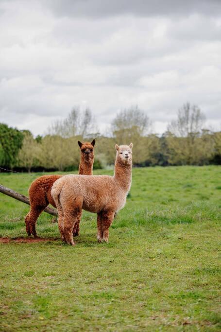 Romantic Luxury Tiny Home In An Idyllic Setting - Accommodation Batemans Bay 3