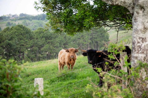 Rosewood Tiny Home By Tiny Away - Accommodation Batemans Bay 2