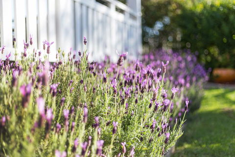 BIRCHES B&B - Accommodation Batemans Bay 3