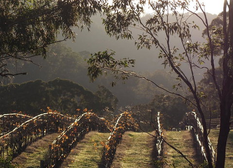 Blue House At Mountainside Wines - Accommodation Batemans Bay 2