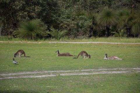 Yanchep & Lancelin - Wildlife, Cave And Sands - Accommodation Batemans Bay 0