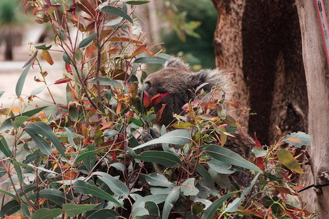 Yanchep & Lancelin - Wildlife, Cave And Sands - Accommodation Batemans Bay 1