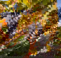 Full Day Tamar Valley Wine Tour - Accommodation Batemans Bay
